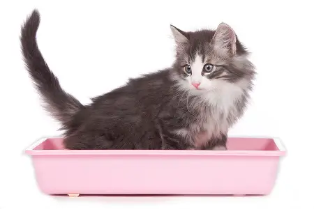 Как приучить котенка к лотку?