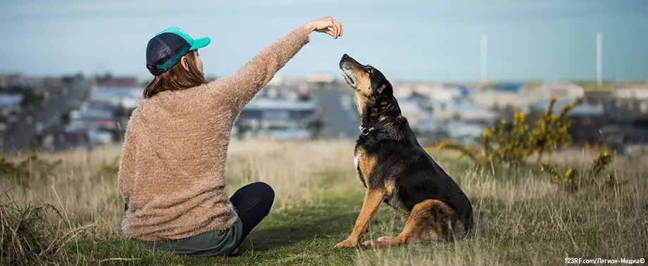 Как научить собаку сидеть