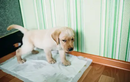 Как приучить щенка к пеленке?
