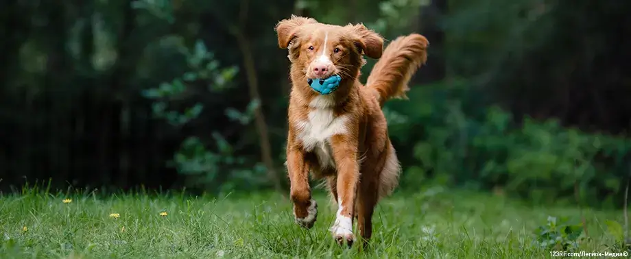 Анатомия собаки