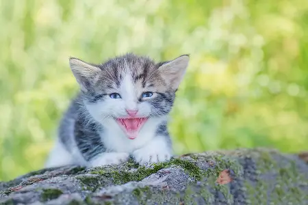 Зубы у котят