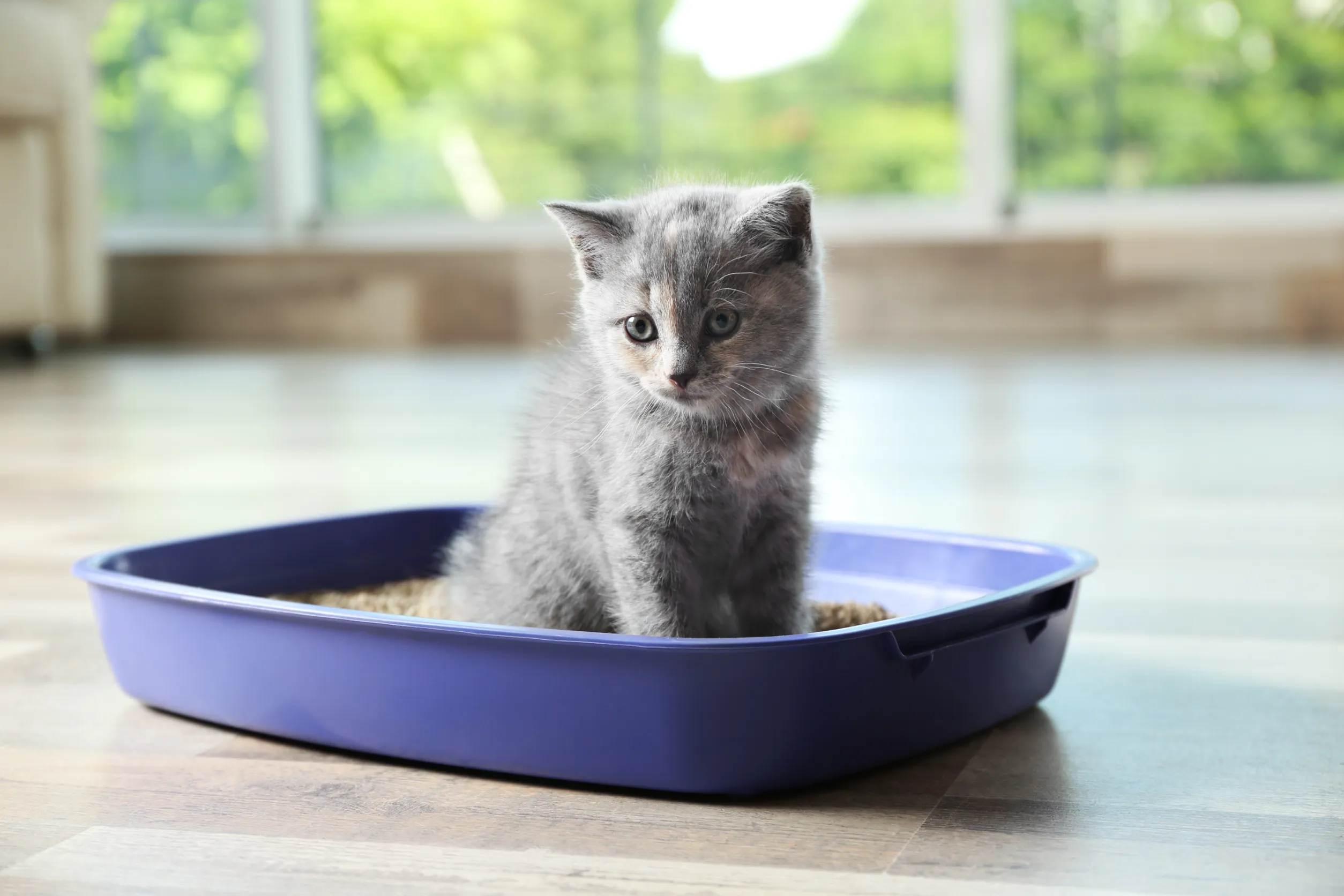 Понос у котенка