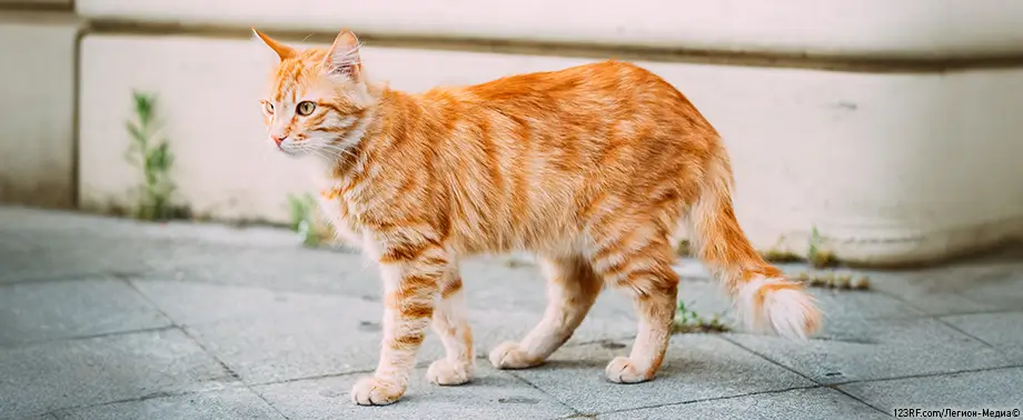 Внутренние органы кошки