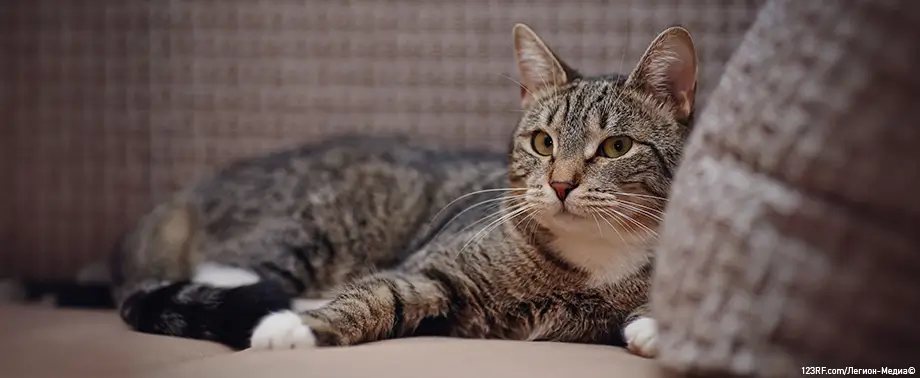 Первая помощь кошке