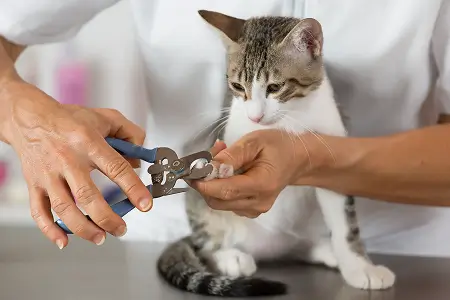 Как подстричь когти котенку?