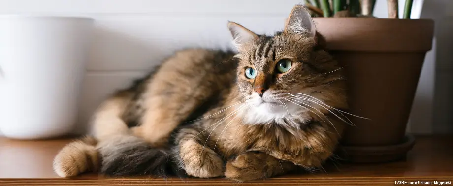 Кошка мяукает при походе в туалет