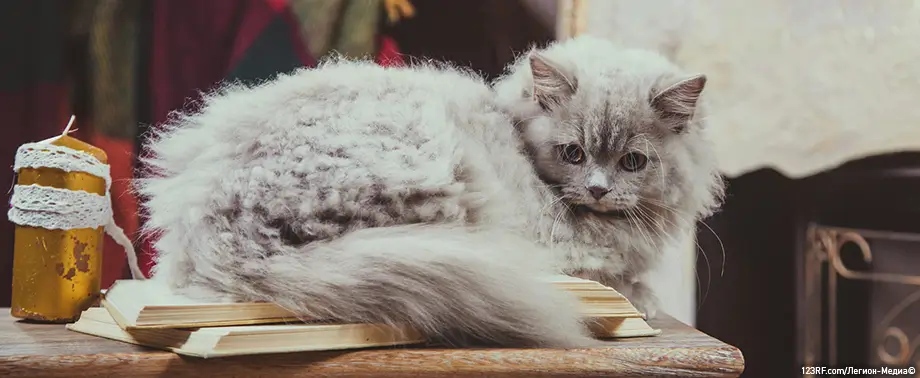 Пищевые потребности пожилых кошек