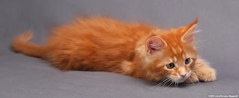 Взять взрослую кошку или котенка?