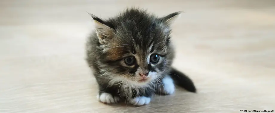 Котенок в доме: первая неделя с вами