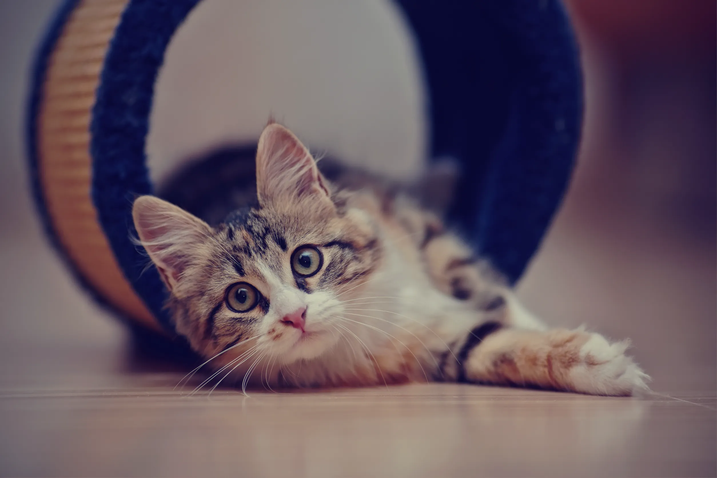 Как дрессировать котенка?