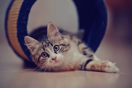 Как дрессировать котенка?