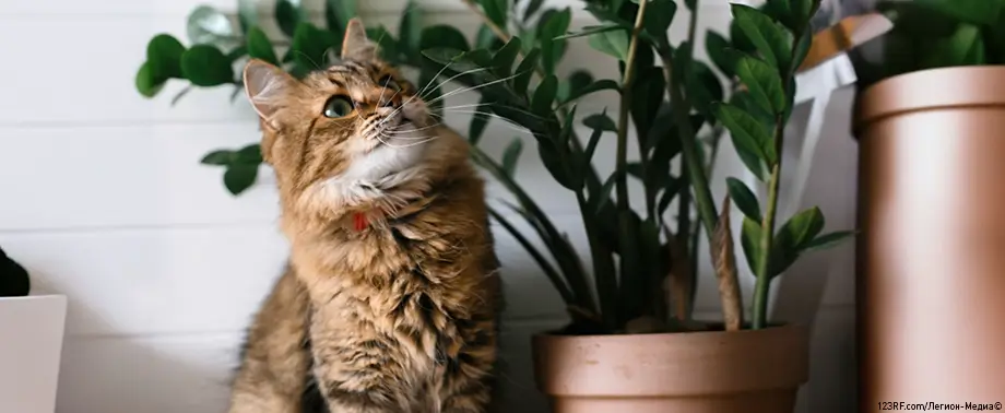 Как понять, что кошка беременна?