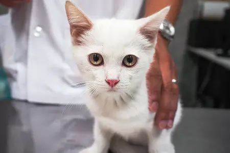 Сопли у котенка
