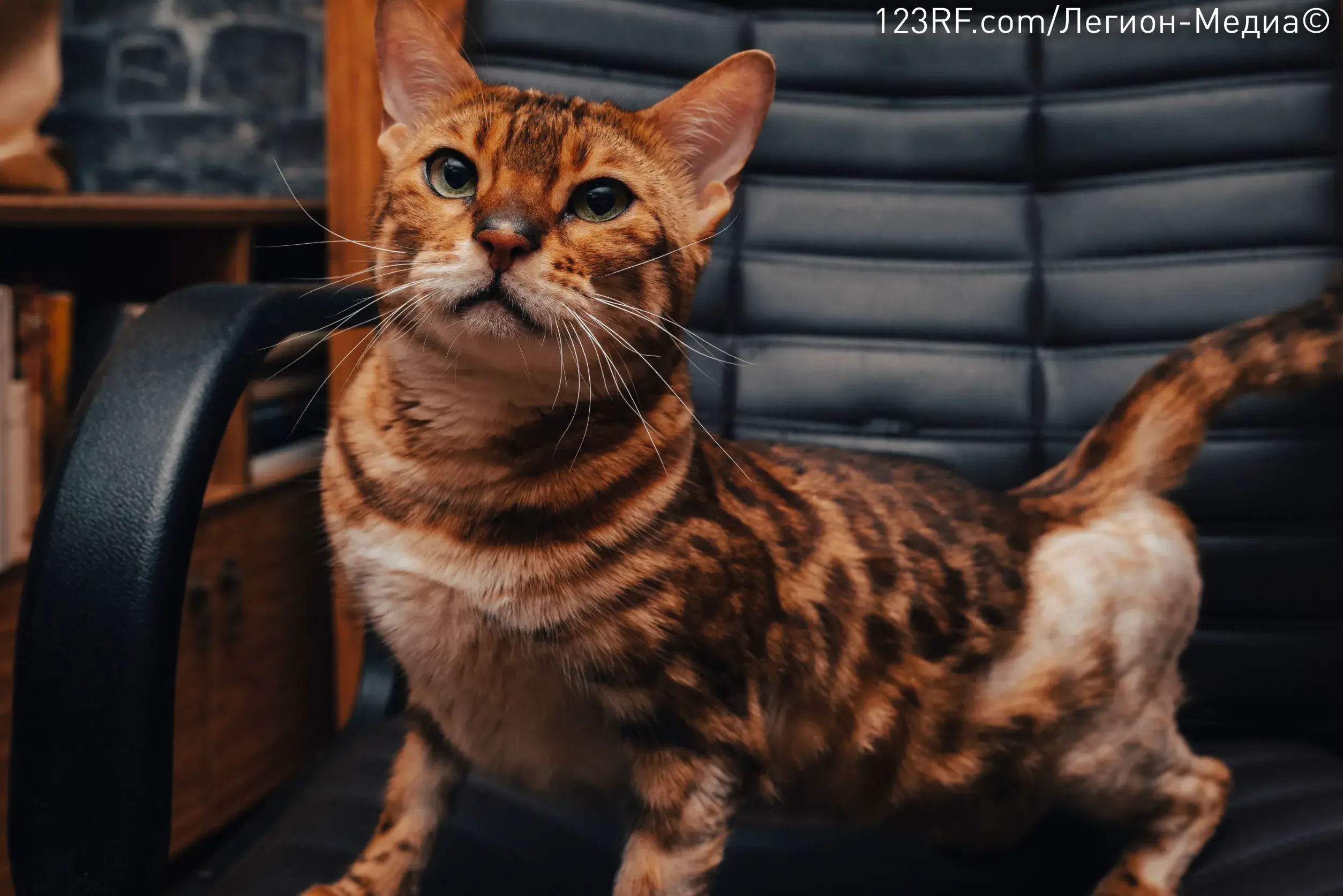 Течка у кошек