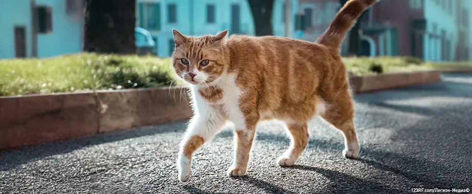 Течка у кошек