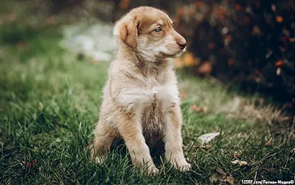 Щенок скулит: причины