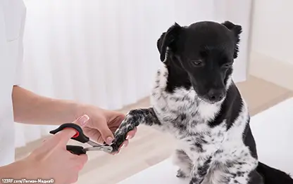 Как подстричь когти щенку?