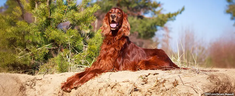 Скелет собаки