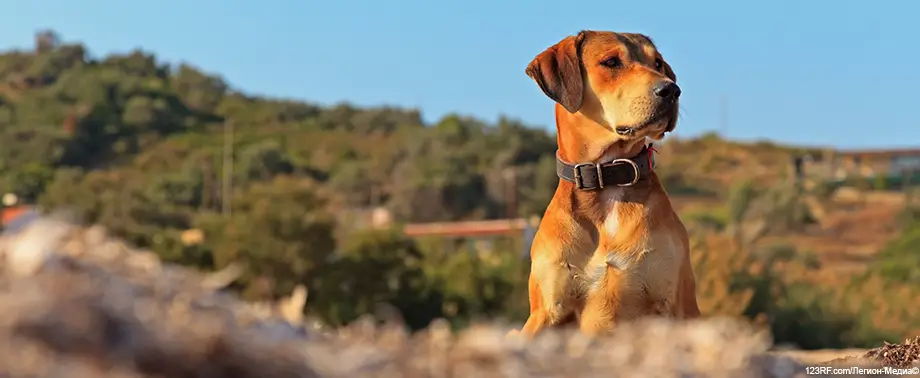 Собака из приюта: что нужно знать?