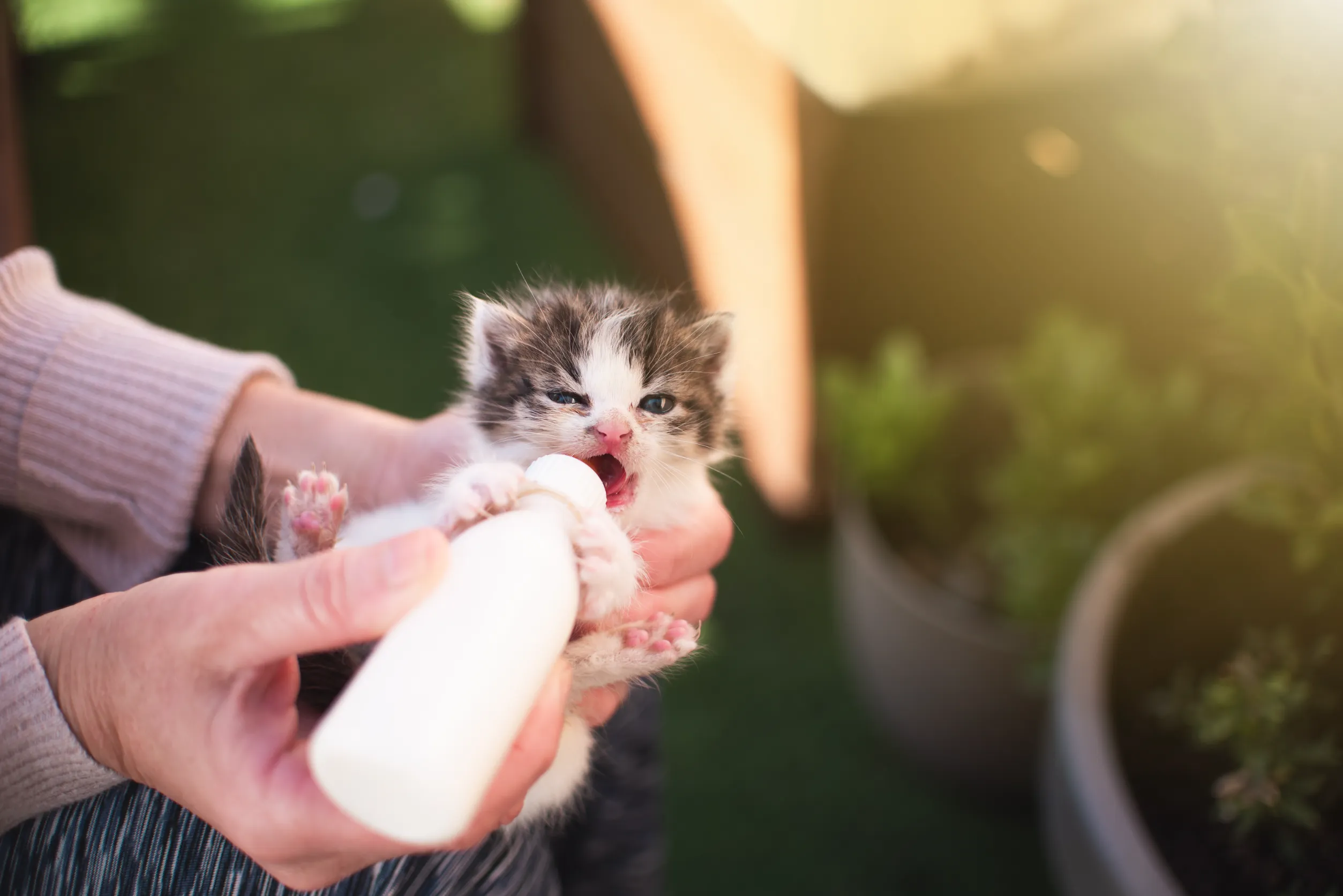 Можно ли котятам молоко?