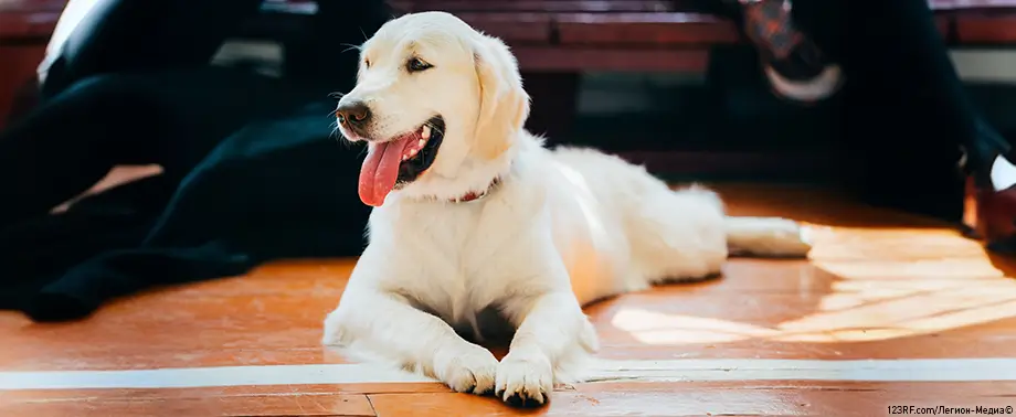 Сколько живут собаки?