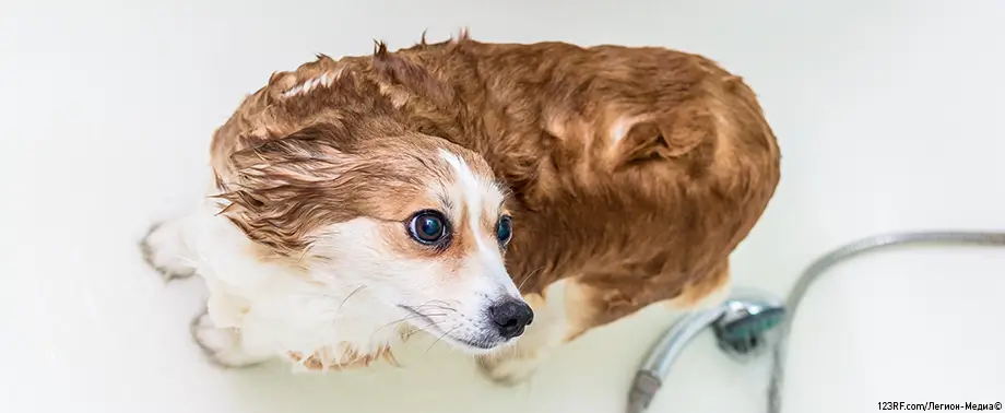 Купание щенка