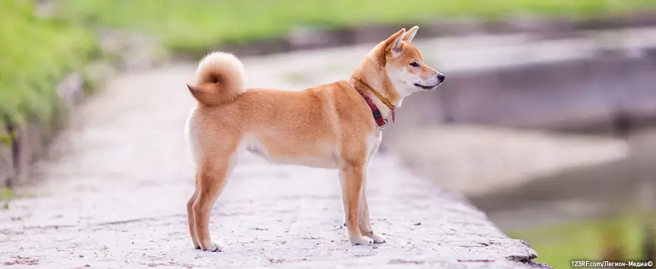 Почему собака не ест корм?