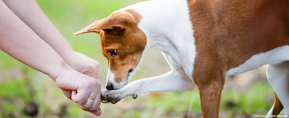 Можно ли давать собакам кости?