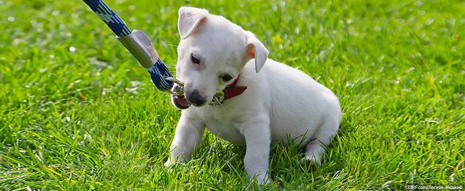 Как приучить щенка к поводку?