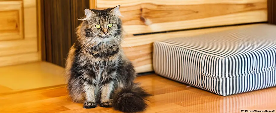 Что «говорит» кошка?