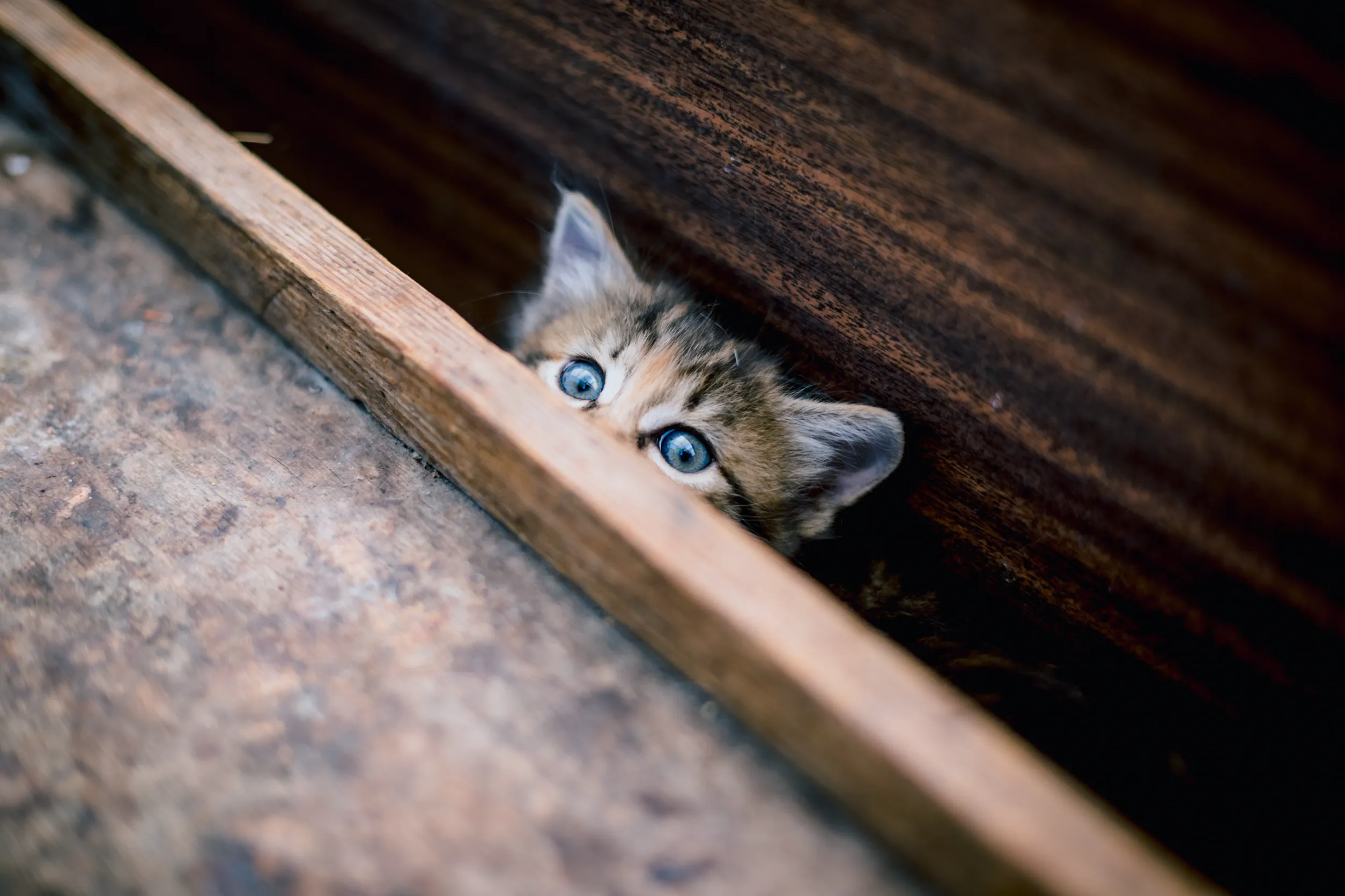 Как приучить котенка к квартире?