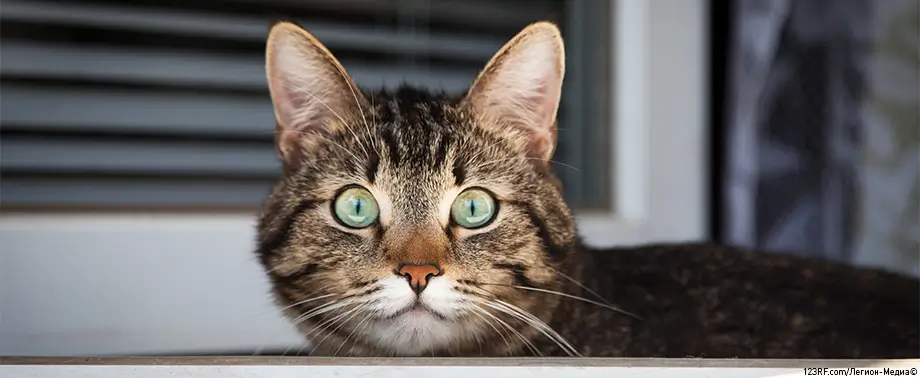 Как избавиться от запаха кошачьей мочи?