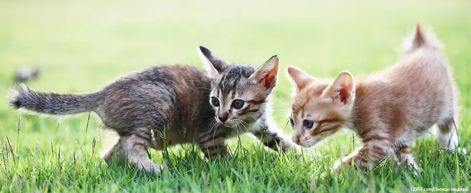 С чем любят играть котята?