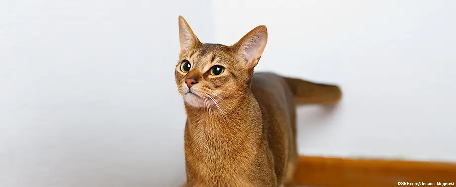 Аллергия на абиссинских кошек – являются ли они гипоаллергенными или нет?