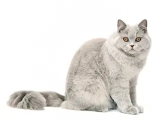 Британская длинношерстная кошка