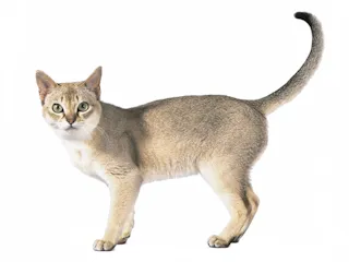 Сингапурская кошка