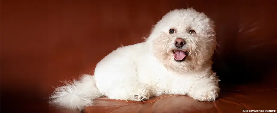 Считается ли бишон фризе гипоаллергенной собакой или нет?