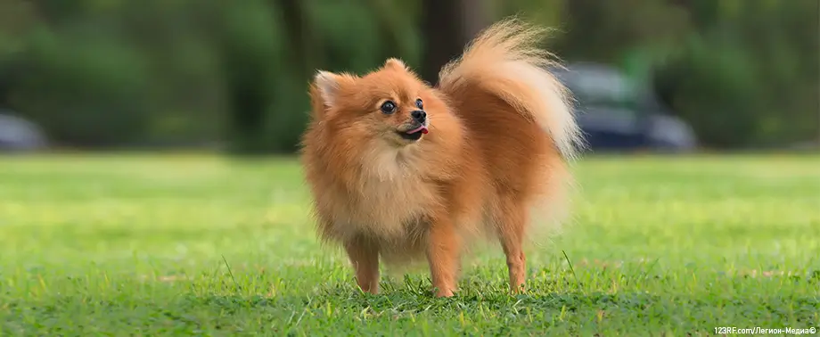 Шпицы гипоаллергенные собаки или нет?