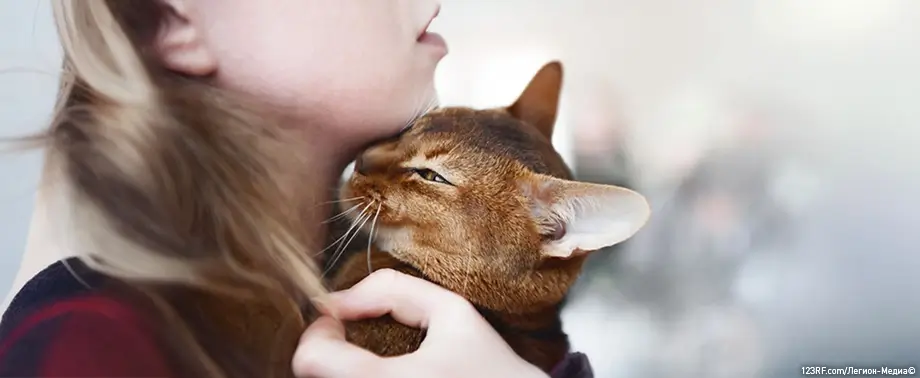 Почему кошки лижут владельцев?