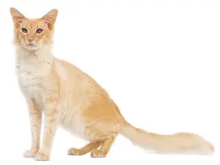 Балинезийская кошка