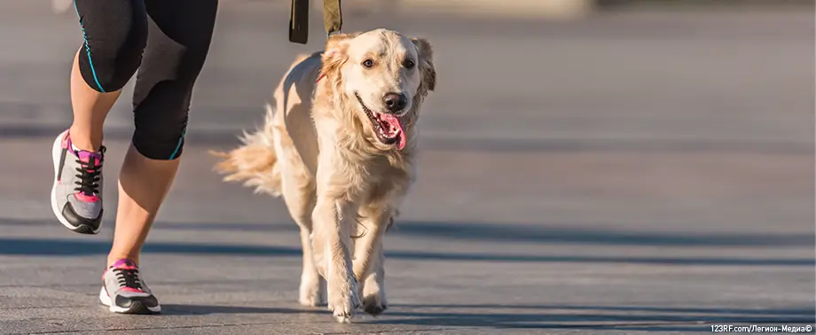 Заболевания почек у собак