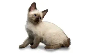 Меконгский бобтейл