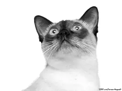 Меконгский бобтейл