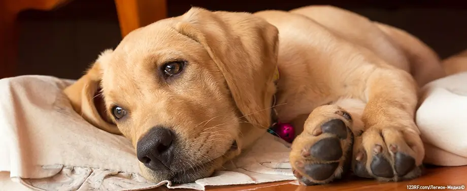 Нарушение пищеварения у собак: лечение и профилактика 