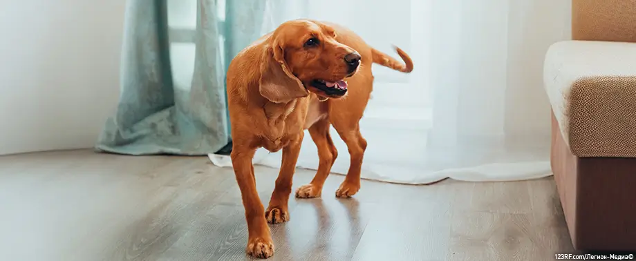 Как отучить собаку лаять без причины?