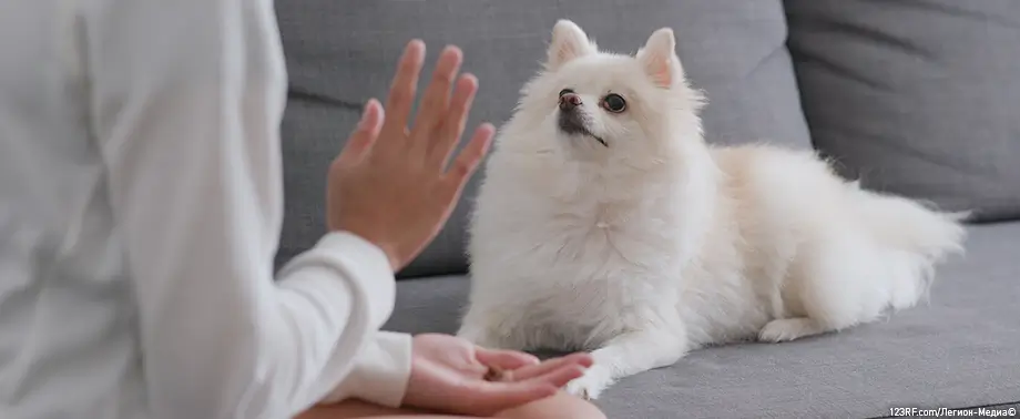 Как научить собаку командам?