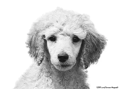 Королевский пудель