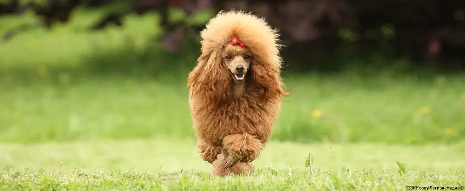 Той-пудель – гипоаллергенная порода или нет, мифы об аллергии