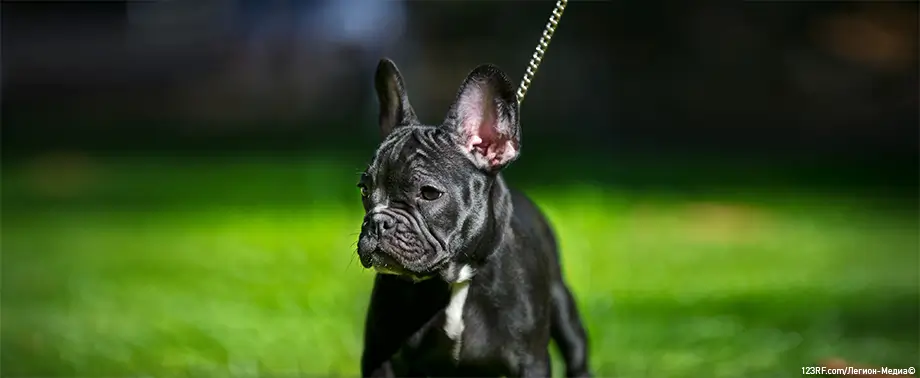 Аллергия на французского бульдога – правда и мифы