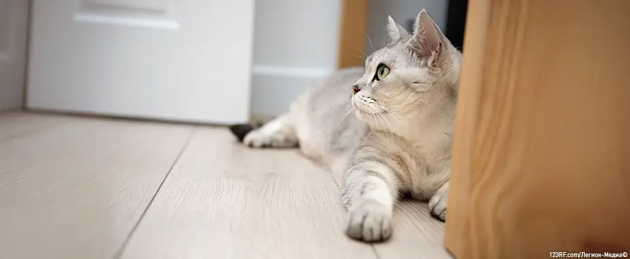 Почему у кошки пахнет изо рта?